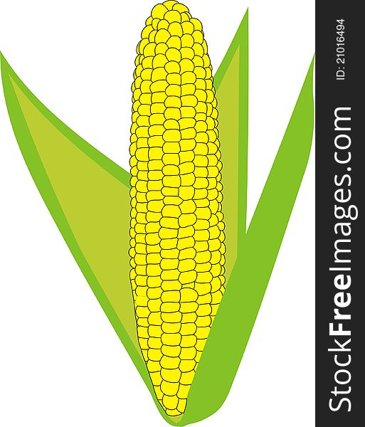 Ripe corn. Harvesting. Young corn. Corn on a white background