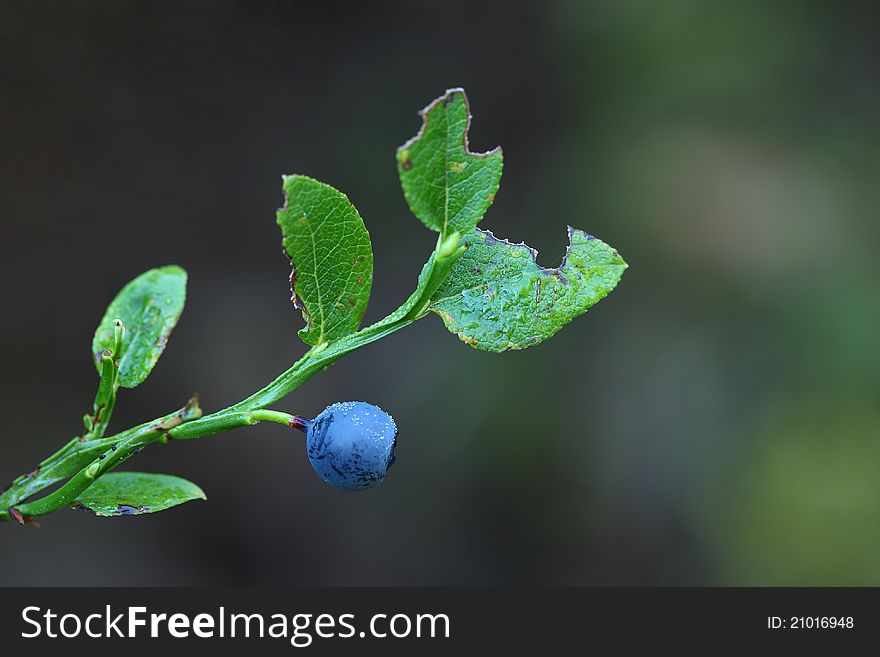 A blueberry Ready to become in Memel