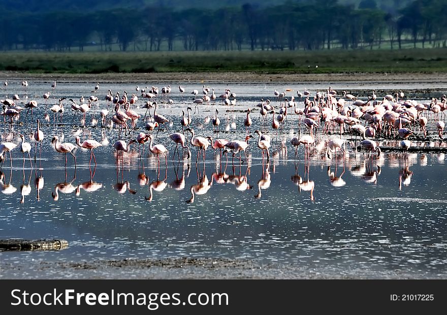 Flocks of flamingo. Africa. Kenya