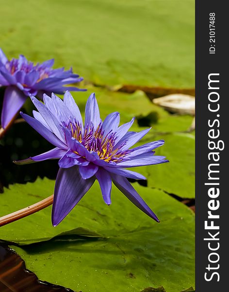 Purple water lillies on green leaves background. Purple water lillies on green leaves background