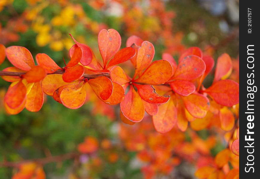 Autumn leaves in the garden