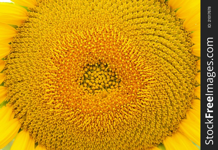 Detail sunflower in the garden