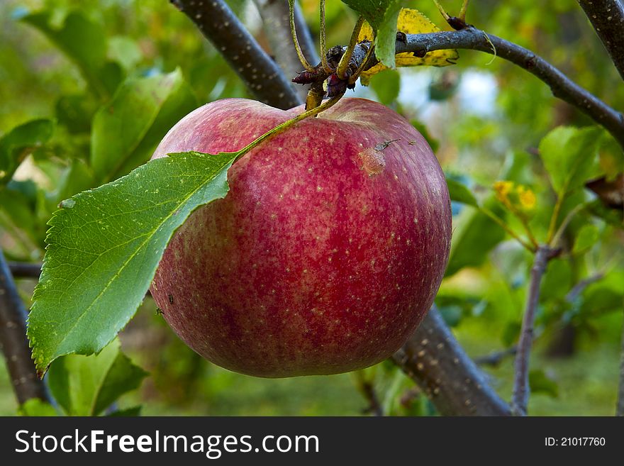 Champion apples on the tree in autumn. Champion apples on the tree in autumn