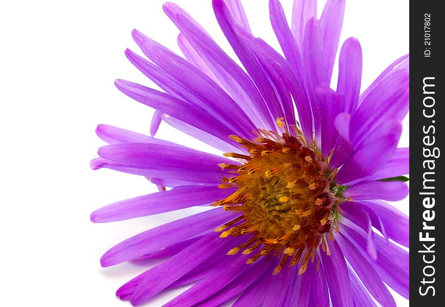 Flower with lilac petal isolated on white background