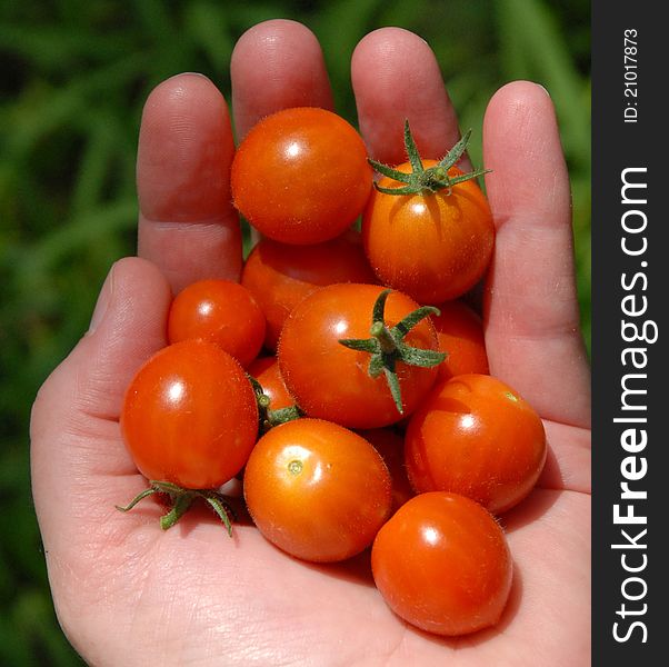 Handful of homegrown cherry red tomatoes. Handful of homegrown cherry red tomatoes.