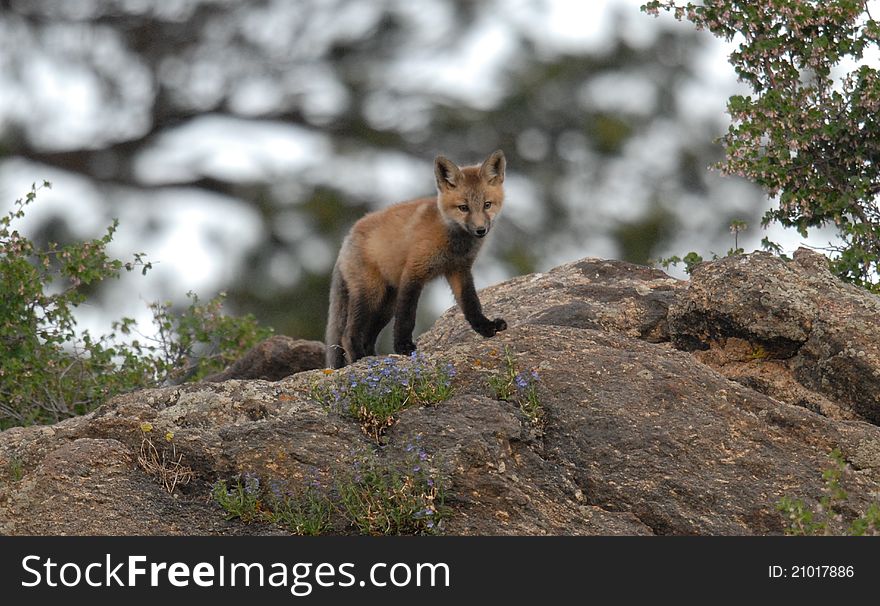 Young Red Fox standing on a boulder surrounded by wild flowers.