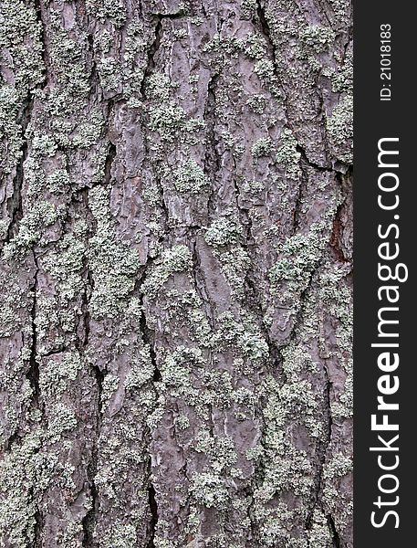 Closeup view of pine tree bark texture. Suitable for an abstract background.