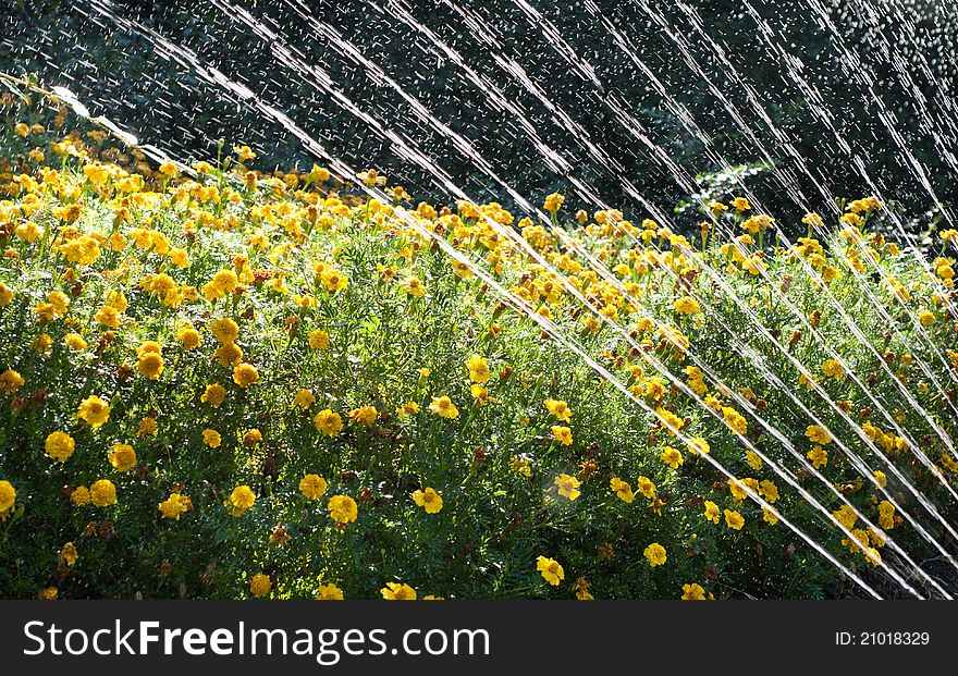 Watering Flowers