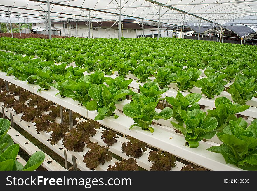 Rows of Lettuce at the farm