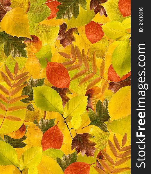 Different colours autumn leaves background. Different colours autumn leaves background