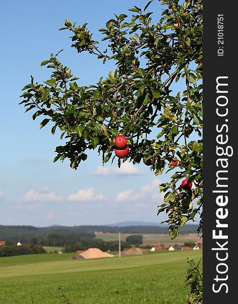 Red apple at a tree in rural environment
