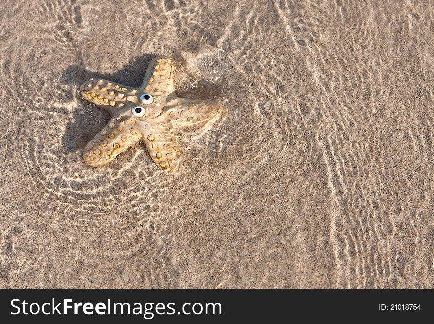 Smiling starfish on sand with clear sea,Thailand