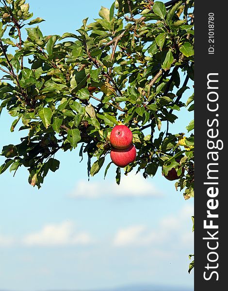 Red apple at a tree with blue and white sky in the background