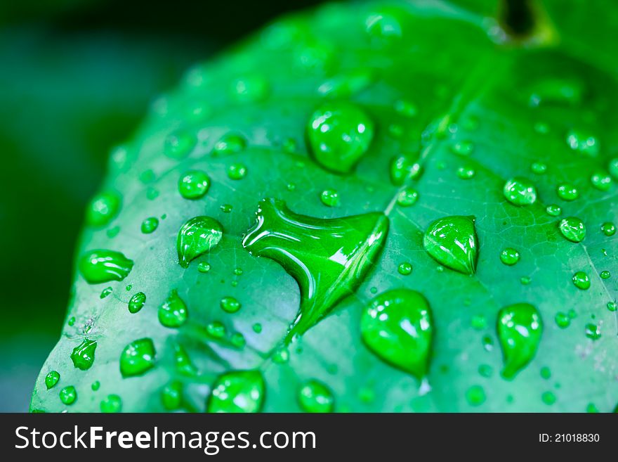 Water drops on green leaves. Water drops on green leaves