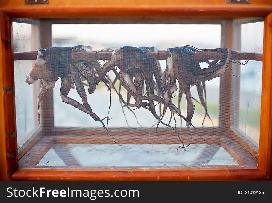 Octopuses drying in the sun at a beach restaurant in Greece, they are hanging on a line in a box