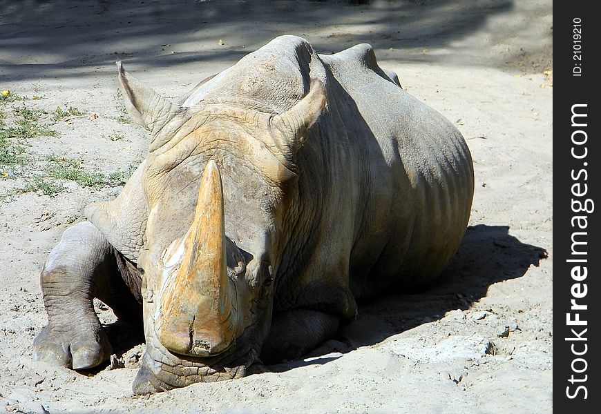 Rhino is lying on the ground. Rhino is lying on the ground