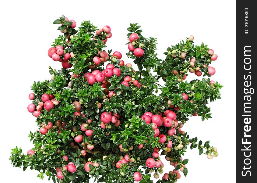 Christmas evergreen Pernettya plant with red berries isolated on white