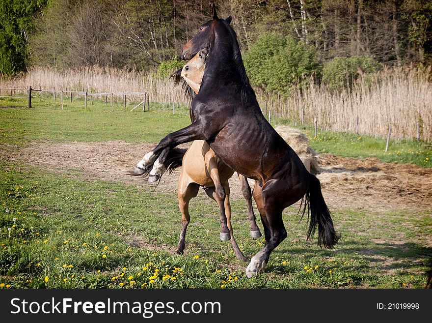 Two young horses playing in the field. Two young horses playing in the field