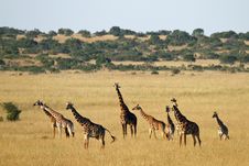 Giraffe Family Stock Photo