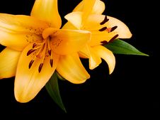 Yellow Lilies Stock Photography Yellow Lilies Stock Photography