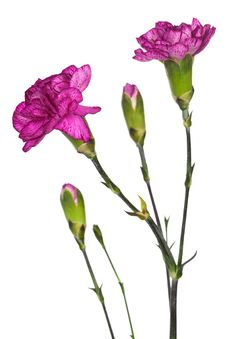 Beauty Purple Carnations Stock Photos Beauty Purple Carnations Stock Photos