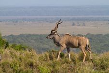 Kudu Bull Royalty Free Stock Image