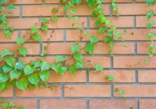 Brick Wall And Ivy Hanging Down On It Stock Photos Brick Wall And Ivy Hanging Down On It Stock Photos