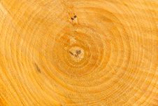 Free Trunk Stock Photo - 21028350