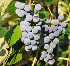 Bunches Of Blue Grapes Royalty Free Stock Image