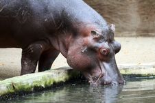 Hippopotamus Royalty Free Stock Photography Hippopotamus Royalty Free Stock Photography