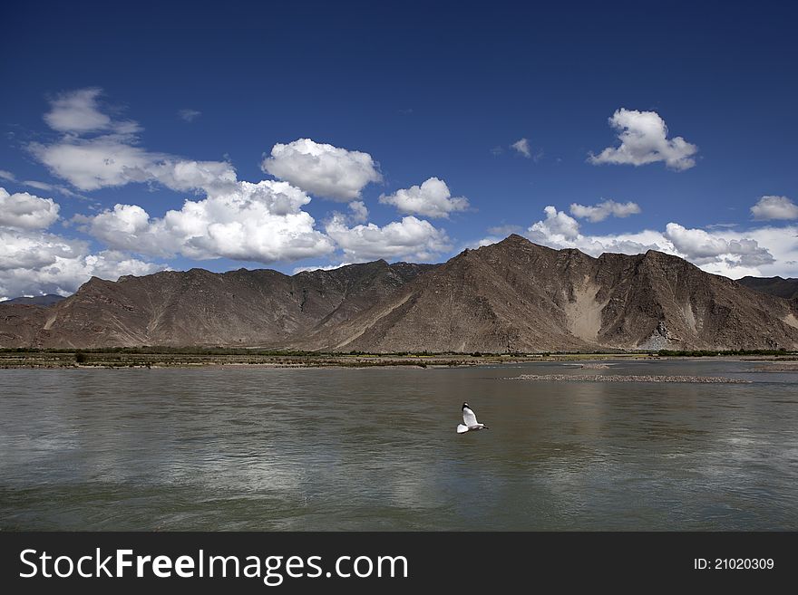 A bird fly over the Lhasa River. A bird fly over the Lhasa River