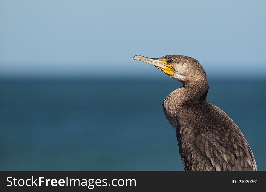 Portrait of a Great Cormorant (Phalacrocorax carbo) on the shore of the Black Sea