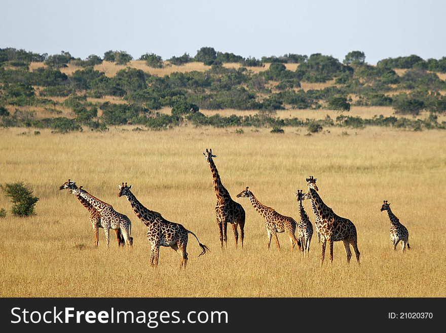 A group of giraffe on Masai Mara National Reserve, Kenya. A group of giraffe on Masai Mara National Reserve, Kenya.