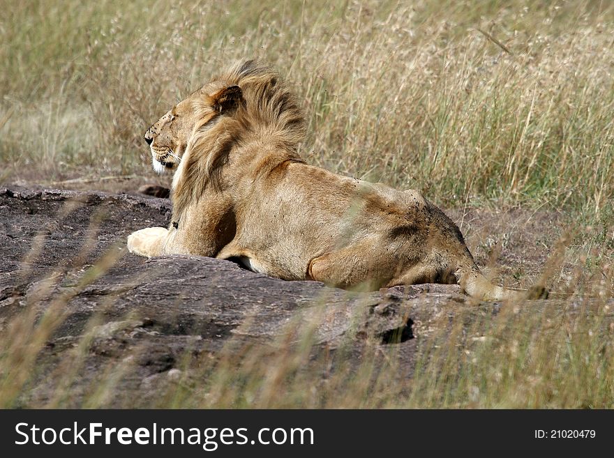 Male lion on Masai Mara National Reserve, Kenya.