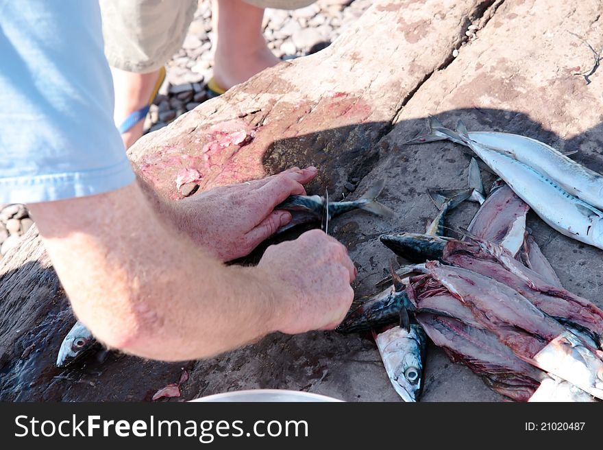 A fisherman preparing a catch of mackerel on the rocks of the coast of ireland. A fisherman preparing a catch of mackerel on the rocks of the coast of ireland