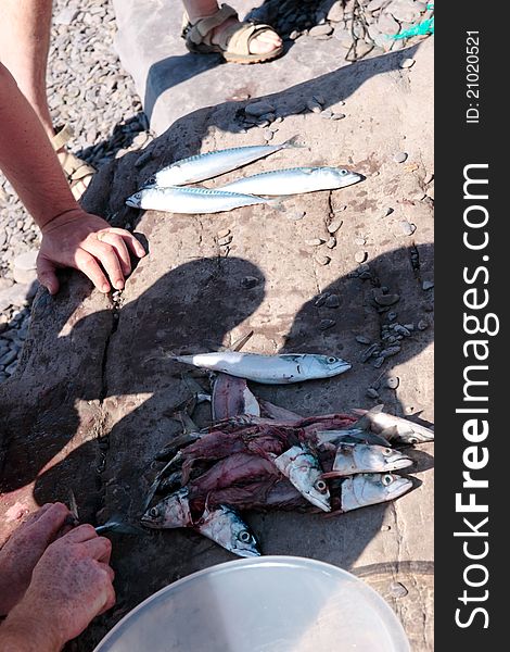 A fisherman preparing a catch of mackerel on the rocks of the coast of ireland. A fisherman preparing a catch of mackerel on the rocks of the coast of ireland