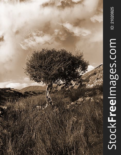 Strong isolated mountain tree in sepia
