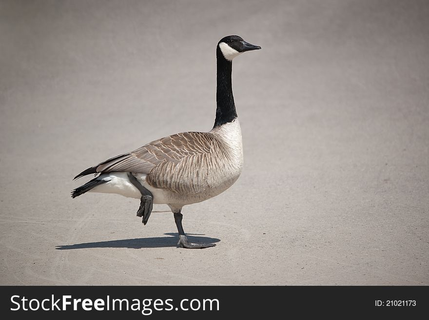 Canada Goose Standing On One Leg