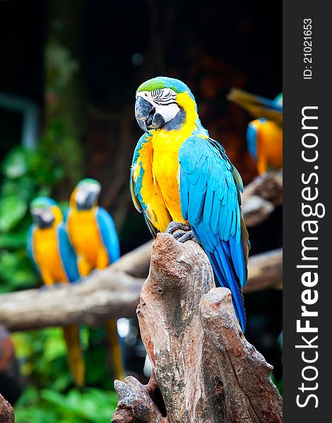 Colorful macaw sleeping in a tree