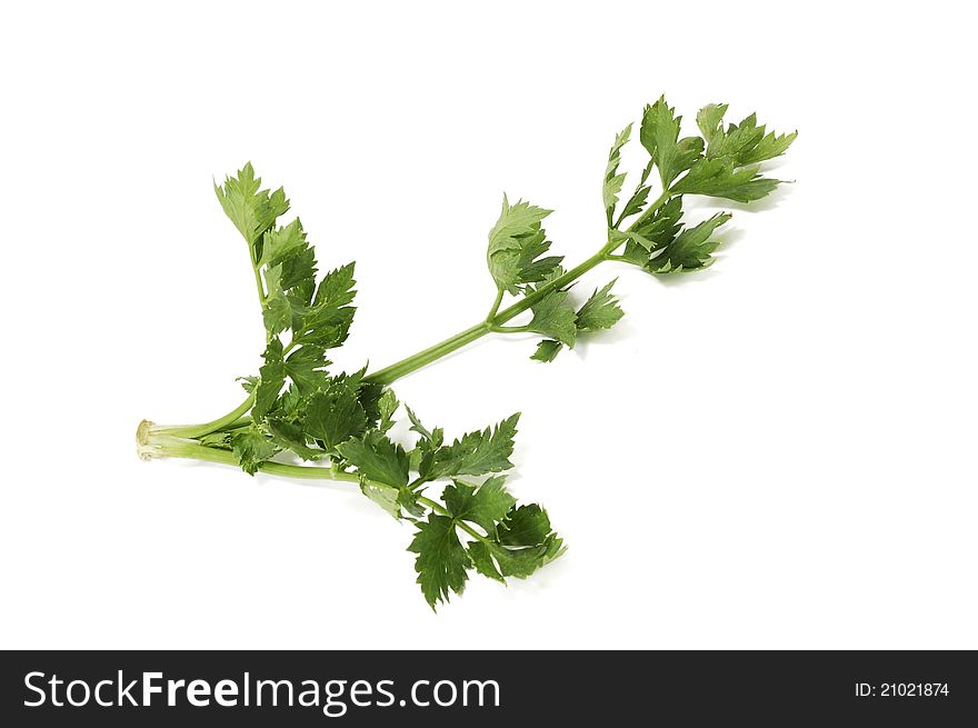 Green branch of a celery on a white background