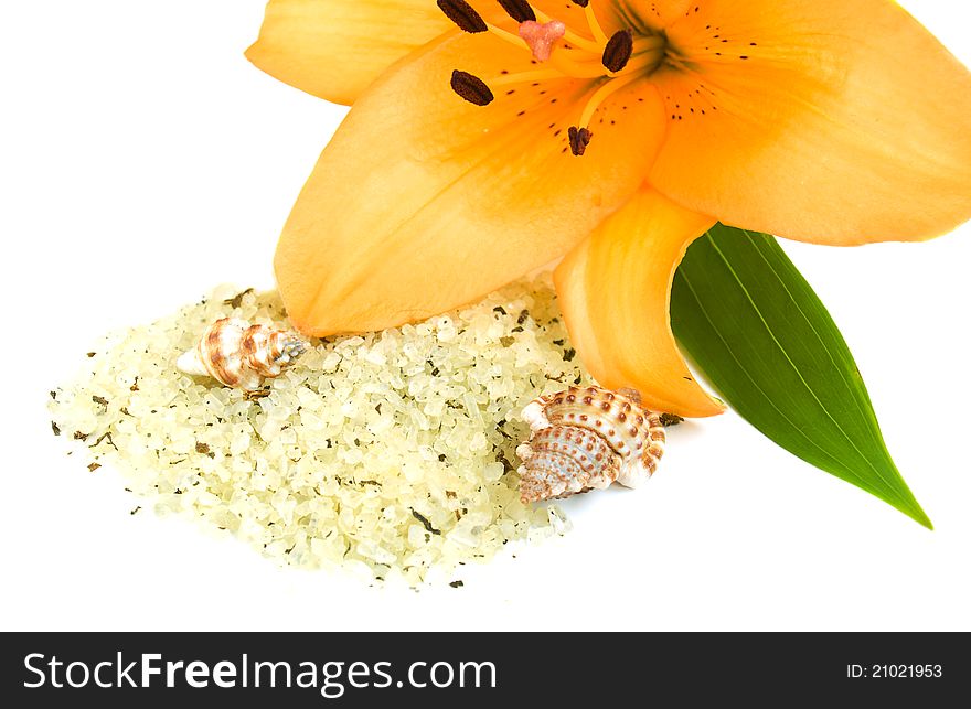 Yellow lily, herbal sea salt and seashells