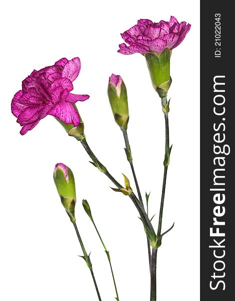 Beauty purple carnations on a white background