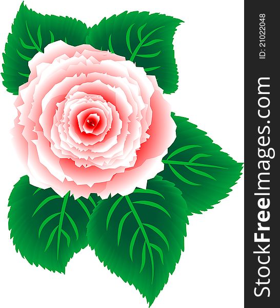 The pink rose with green leaves. The pink rose with green leaves