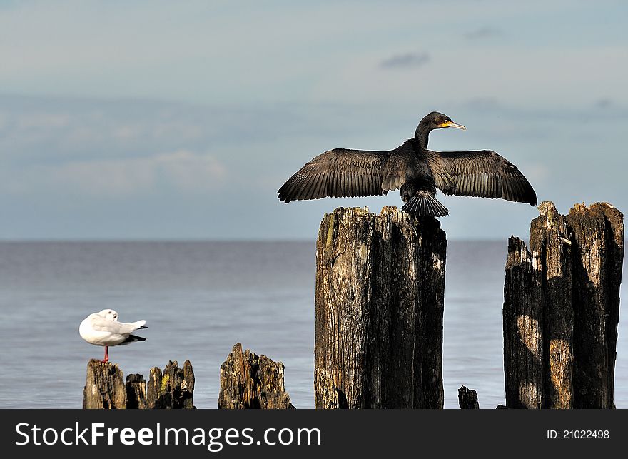 A cormorant dries his wings