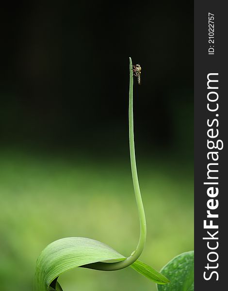 A dragon fly sitting on a plant shoot. A dragon fly sitting on a plant shoot.