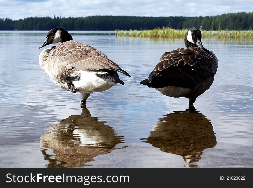 Canada geese and reflections on the lake