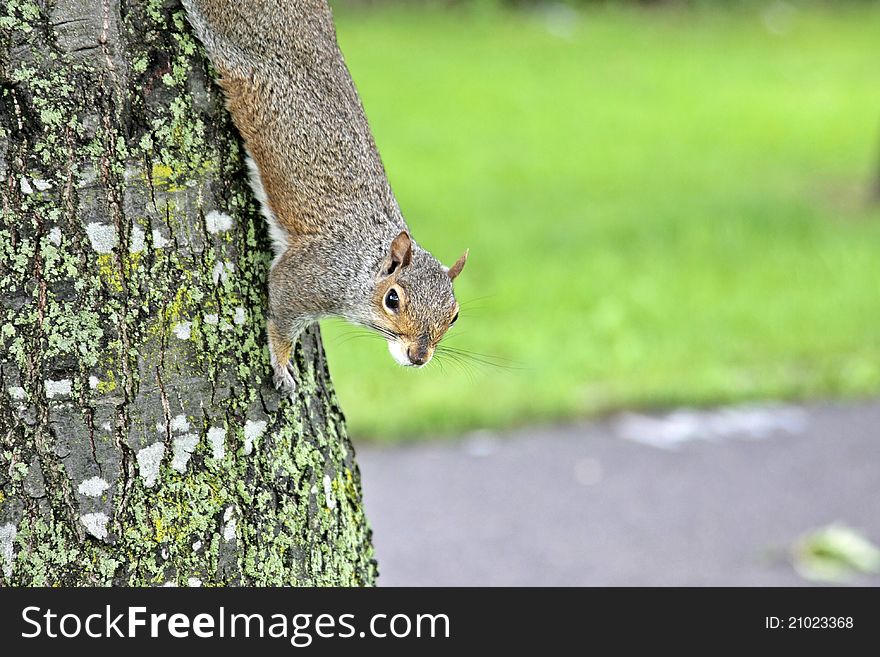 Squirrel down head on a tree. Squirrel down head on a tree