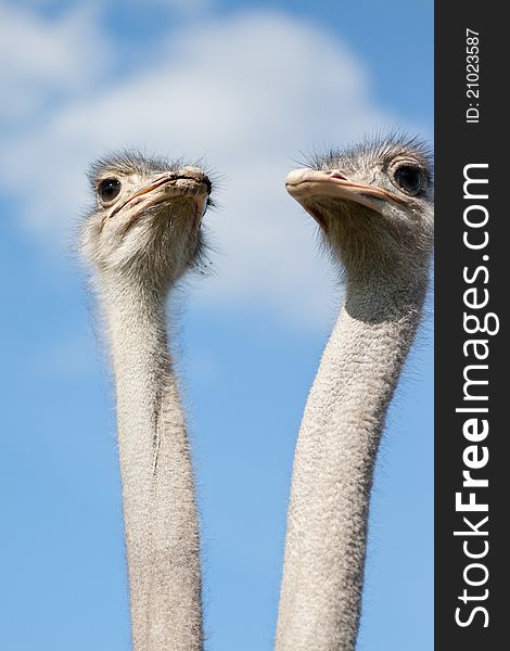 Two ostriches on a farm in Dalarna, Sweden. Two ostriches on a farm in Dalarna, Sweden