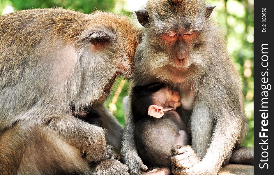 Monkey family of mother, father and little baby monkey