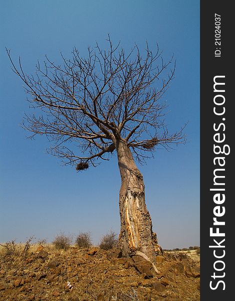 A baobab tree photographed from below on a sunny day